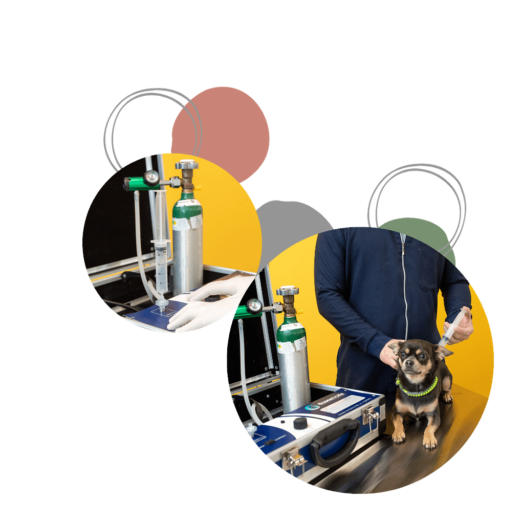Ozonioterapia Veterinária