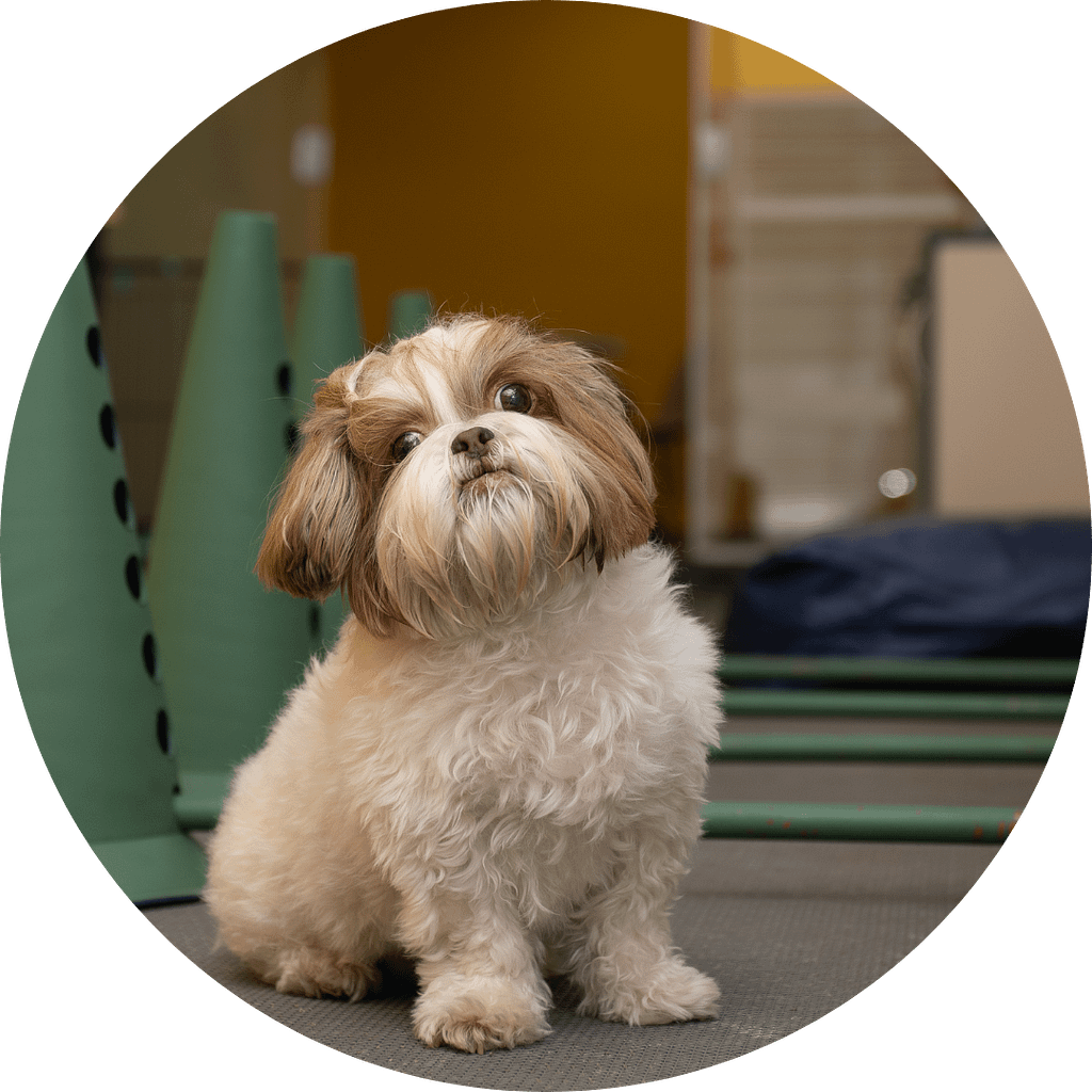 Fisioterapia Veterinária