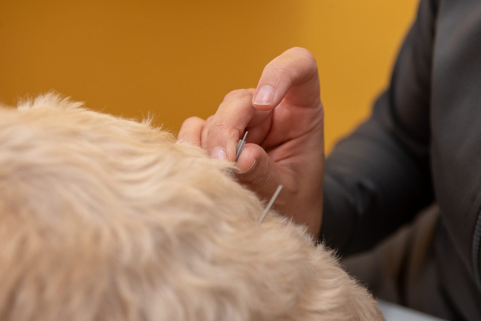 Acupuntura Veterinária